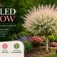 Dappled Willow: The Complete Guide to Growing, Caring for, and Landscaping with This Beautiful Shrub