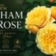 concert stage Graham and Rose : The Complete Guide to the Brand, Collections, Style, and Why It’s Popular