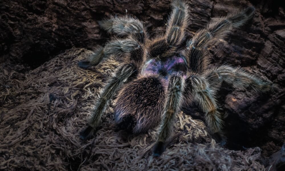 Tarantula Rose