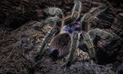 Tarantula Rose