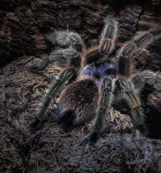 Tarantula Rose