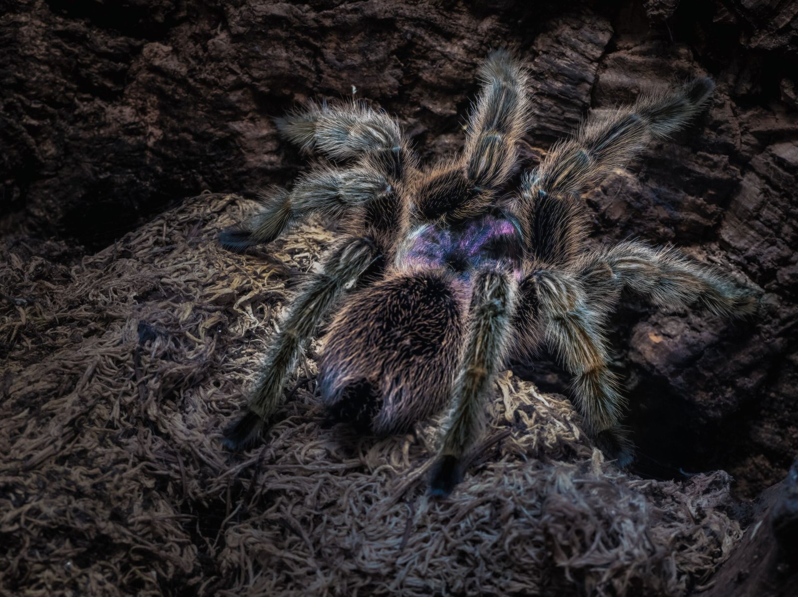 guilty as sock Tarantula Rose